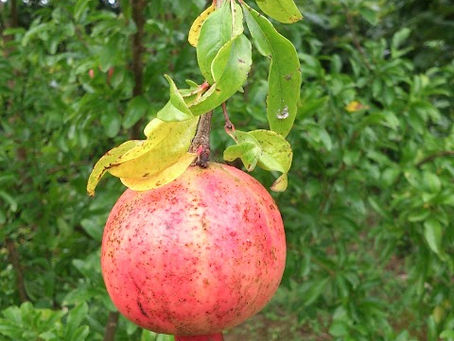 ご門徒になられたことをお祝いする入門式がありました