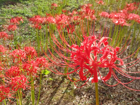 彼岸花満開♪