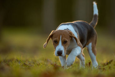 Photographe chien Bourges