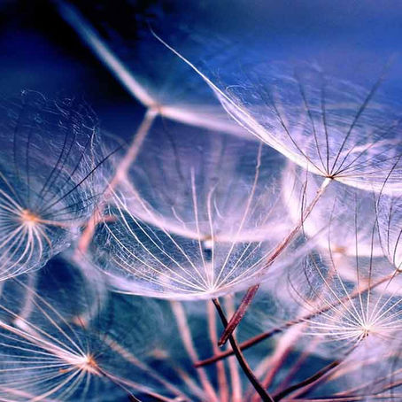 IL NOSTRO SISTEMA IMMUNITARIO SI NUTRE DI EMOZIONI