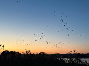 【自然情報】10/15(水)ねぐら入り数7,000羽
