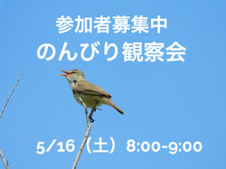 5/16（土）のんびり観察会