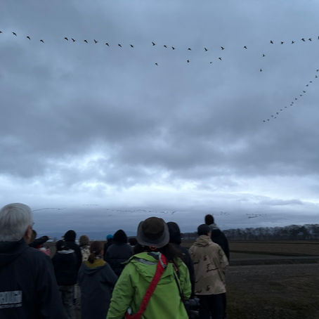 【お知らせ】みんなでマガンを数える会（MMK）