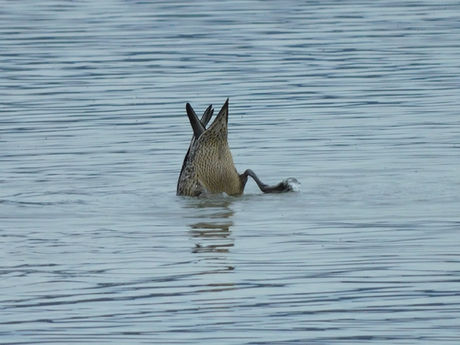 【自然情報】10/26（日）