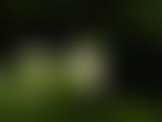 【自然情報】7/12（日）