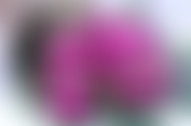 Rosas Rosadas, mi historia