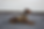 Scout-outside2-mold.png