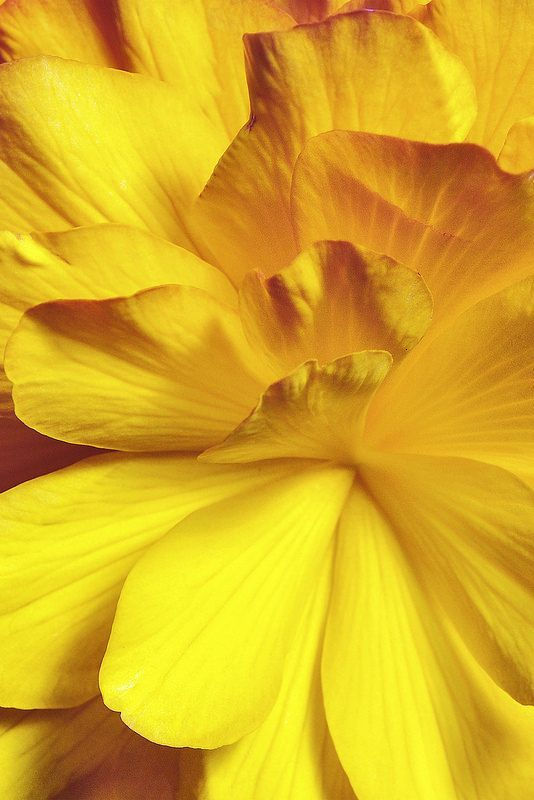 Жълти бои за свещи под формата на люспички – сертифицирани оцветители GANESHA