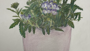 お花の色鉛筆画
