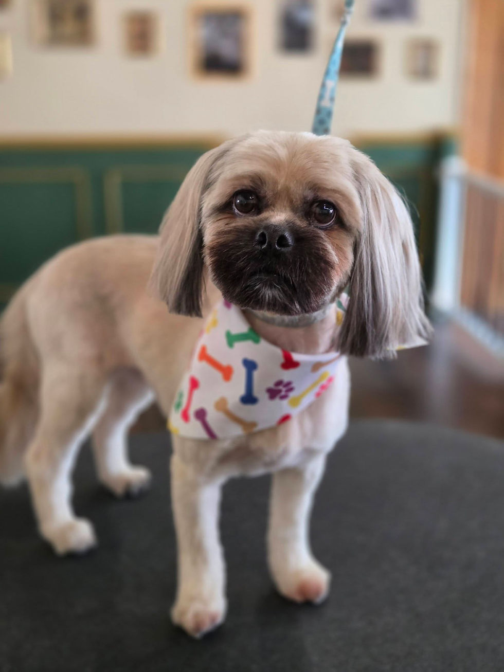 Pup with a fresh haircut from The Proper Pup Grooming