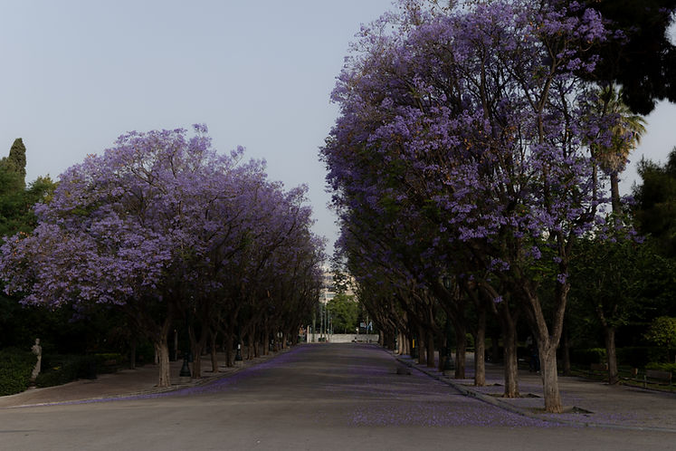 EL7A9184.jpg