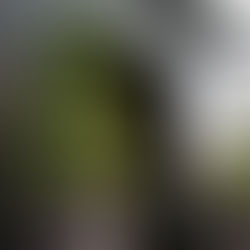 CÁCH BỐ TRÍ CÂY XANH HỢP "PHONG THỦY"