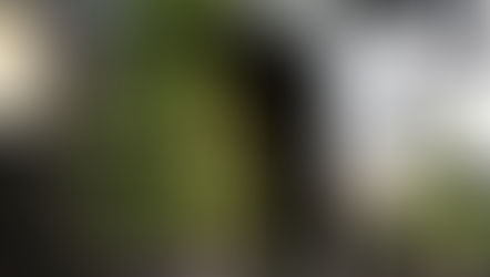 CÁCH BỐ TRÍ CÂY XANH HỢP "PHONG THỦY"