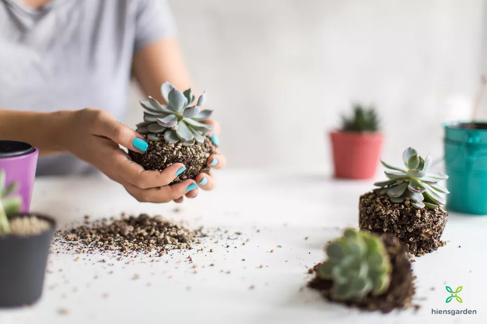 MẸO "HỒI SỨC" CHO CÂY ÍT NGƯỜI BIẾT