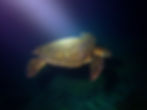 Snorkel with turtles at night!