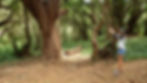Vine Swing at Honolua Bay