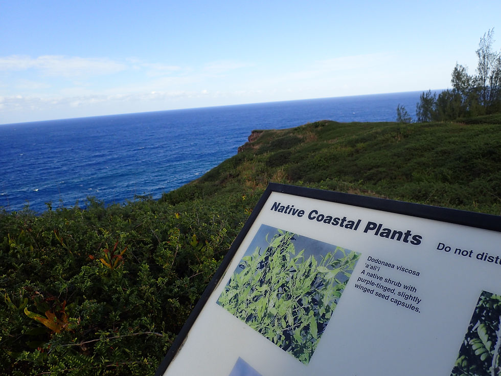 Coastal Plants Maui DLNR, OHAI TRAIL