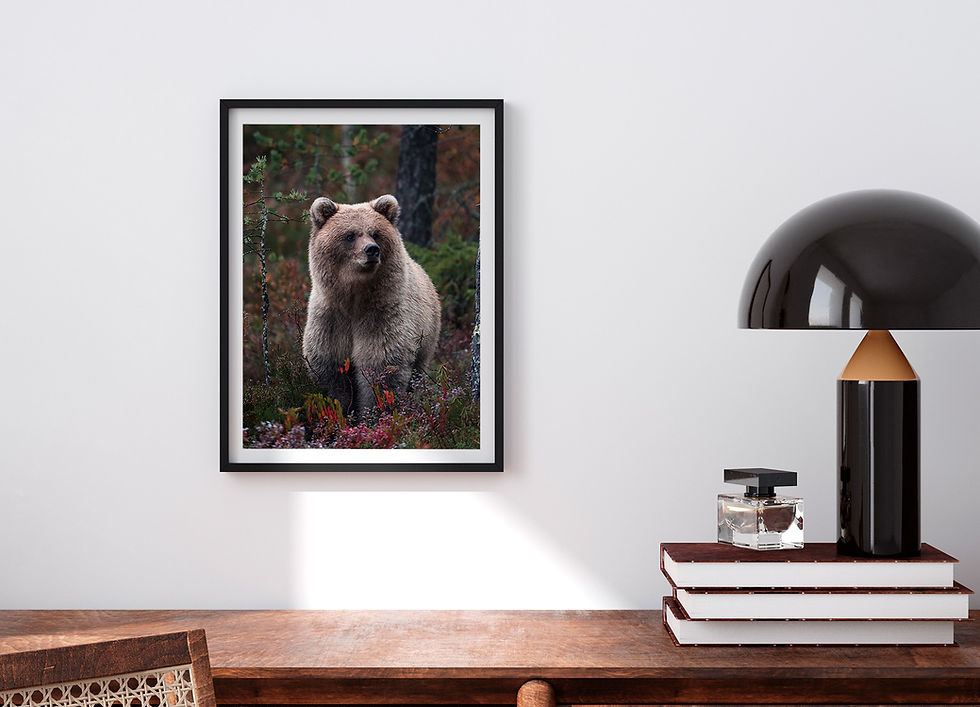 Thumbnail: Framed image of young brown bear photographed in the wilderness hanged on an office wall