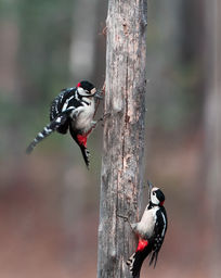 DSC07747-Edit-2 – kopio.jpg