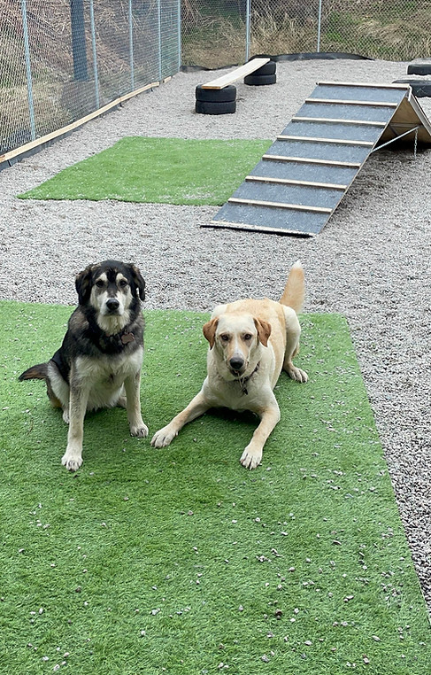 Daycare pups