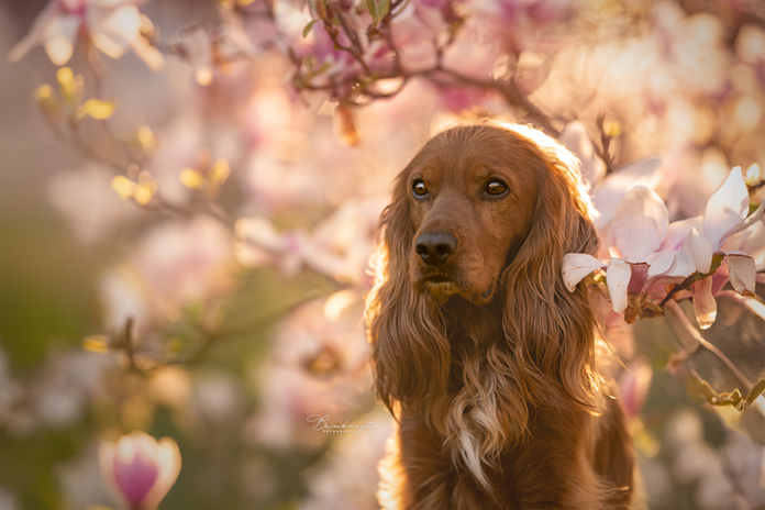 minishoot bloesem met je hond