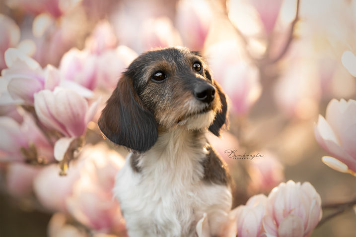 Honden fotoshoot Tilburg Loon Op Zand Eindhoven