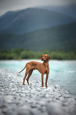 Paardenfotografie fotoreis buitenland Oostenrijk
