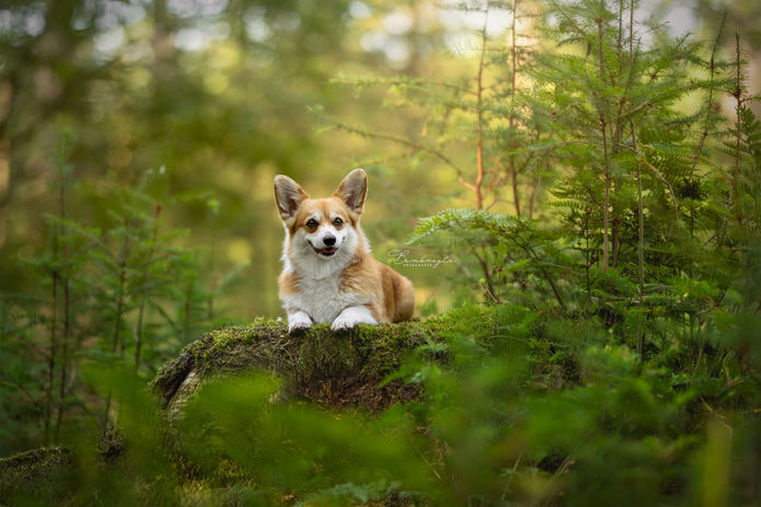 Hondenfotograaf Brabant