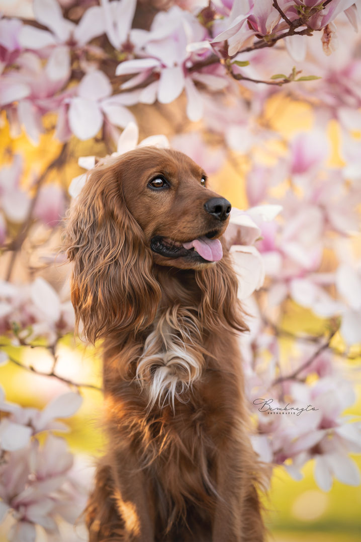 Honden fotoshoot Tilburg Loon Op Zand Eindhoven