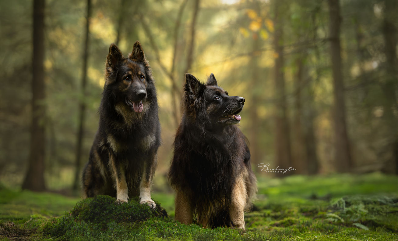 Beste hondenfotograaf