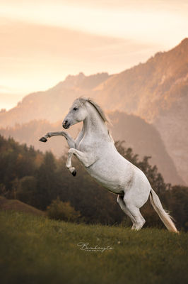 Paardenfotografie fotoreis buitenland Oostenrijk
