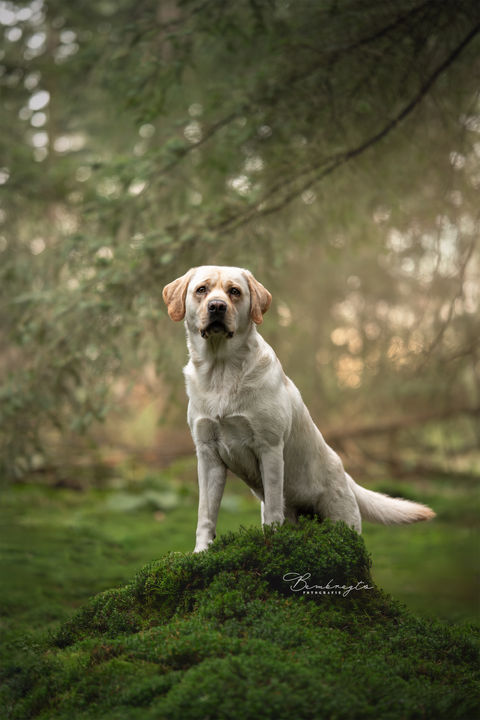 Fotoshoot met labrador in het bos