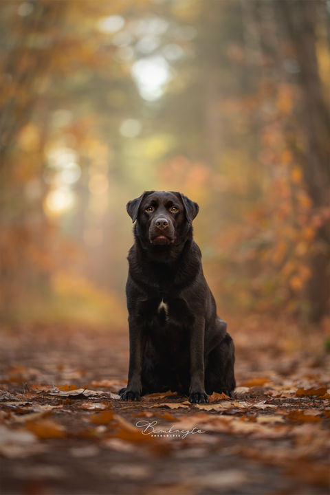 Fotoshoot met labrador in het bos