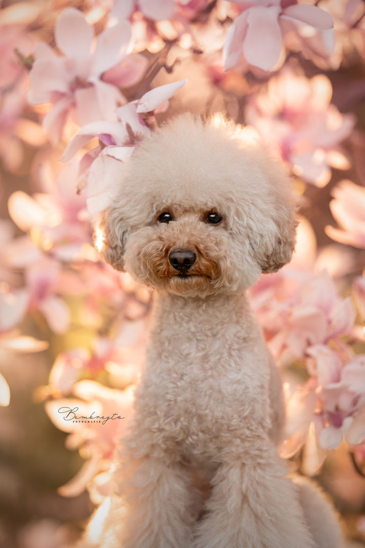 Honden fotoshoot Tilburg Loon Op Zand Eindhoven