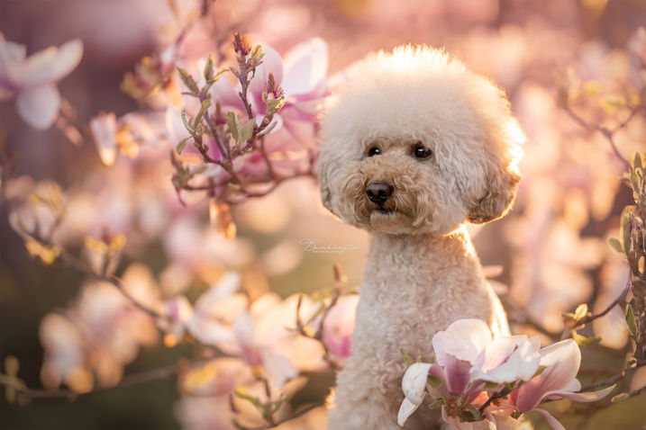 Honden fotoshoot Tilburg Loon Op Zand Eindhoven