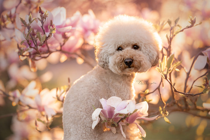 Honden fotoshoot Tilburg Loon Op Zand Eindhoven
