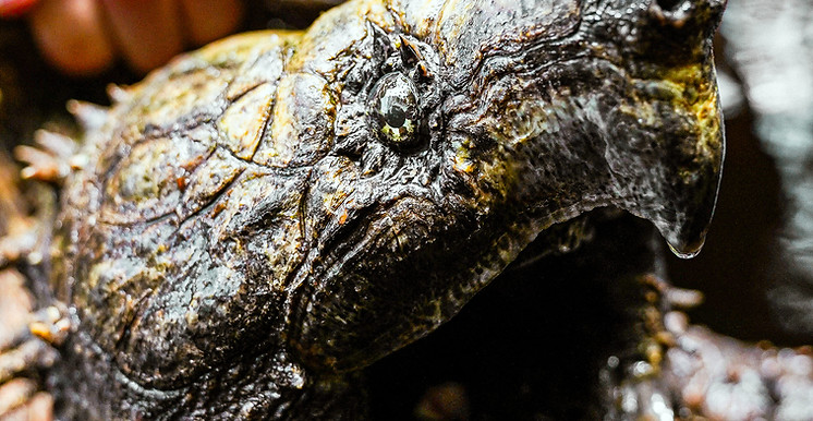 aligator snapping tortoise