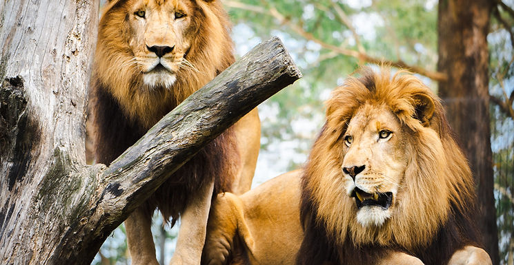two lions on perch