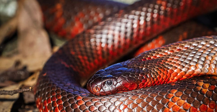 red and black snake
