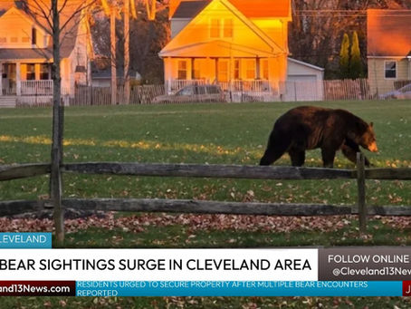 Black Bear Sightings Surge Across Northeast Ohio Suburbs Prompting Safety Warnings