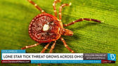 Aggressive Lone Star Ticks Spread to Ohio, Bringing Risk of Red Meat Allergy