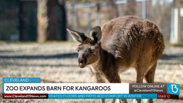 Kangaroo in Cleveland Metropark Zoo