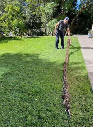 Removing tree roots from blocked drains