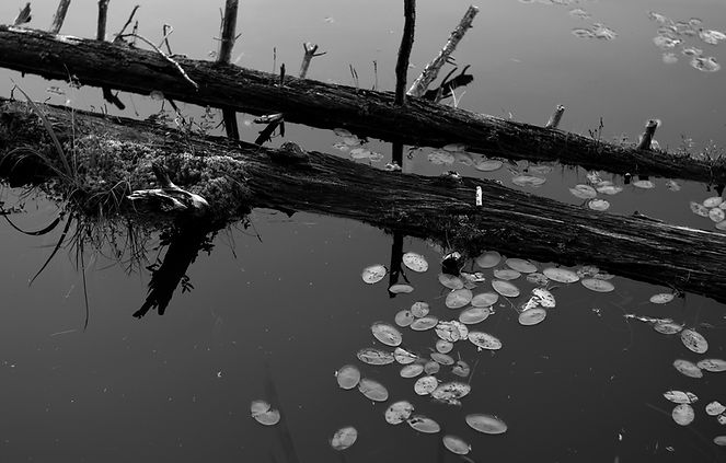 DSC_8231-Rubble_resize.JPG