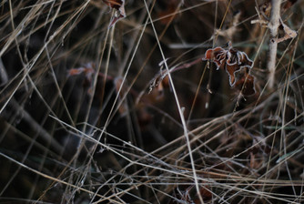 DSC_8613-s.JPG
