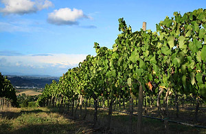 vignes