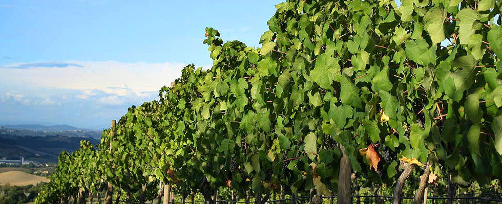 Vineyard Landscape View