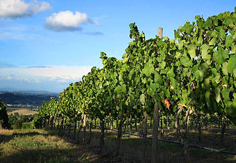 vignes