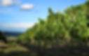 Vineyard
