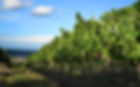 Wine Tours Bright Victoria